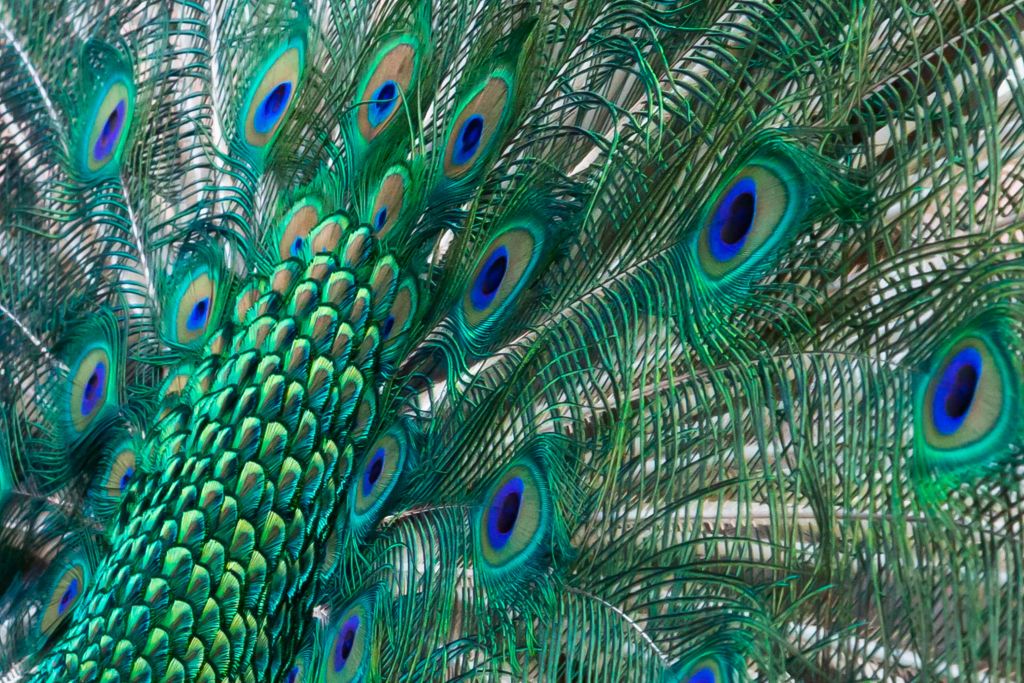 Colored plumage of a peacock