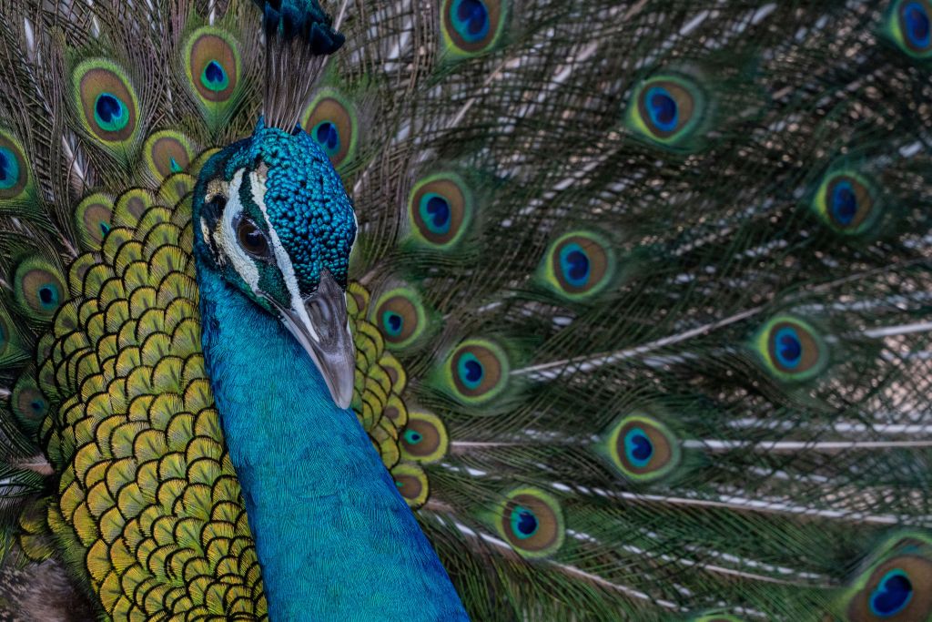 Blue Indian peacock