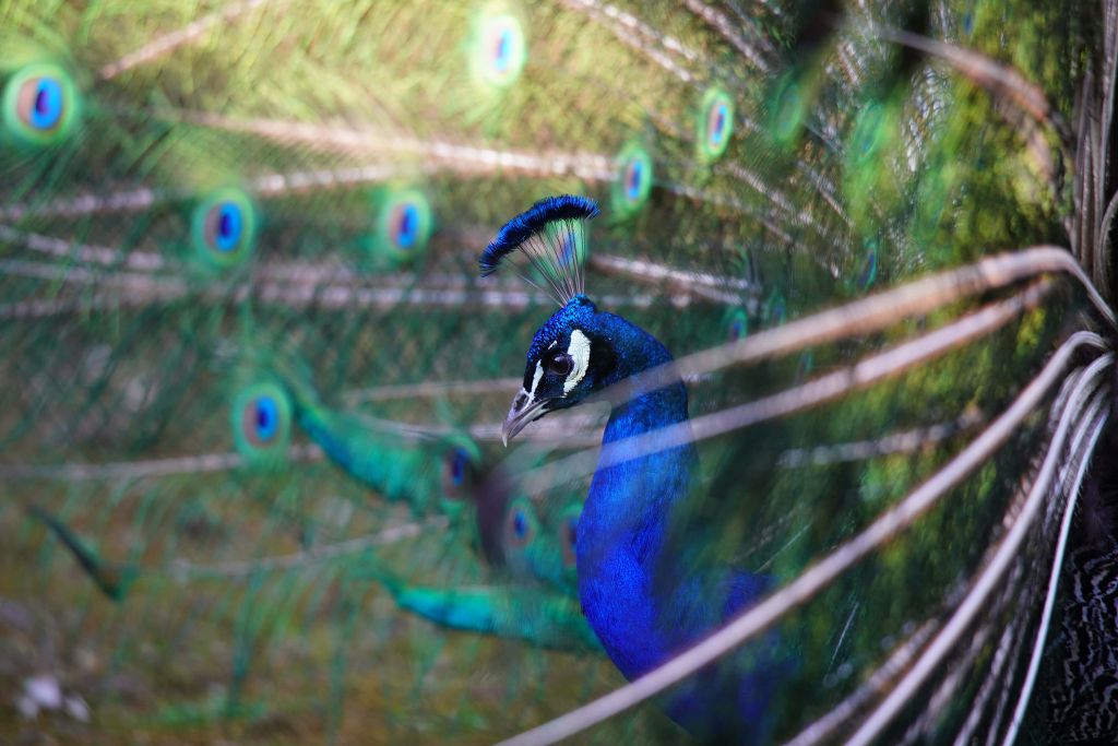 Portrait of a peacock