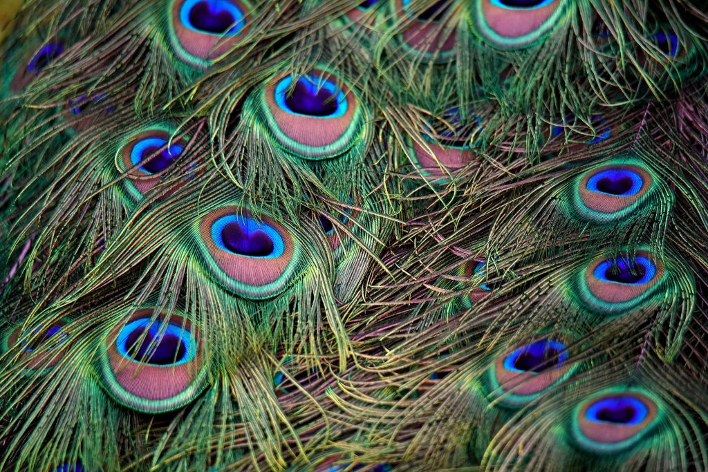 Close-up of peacock feathers