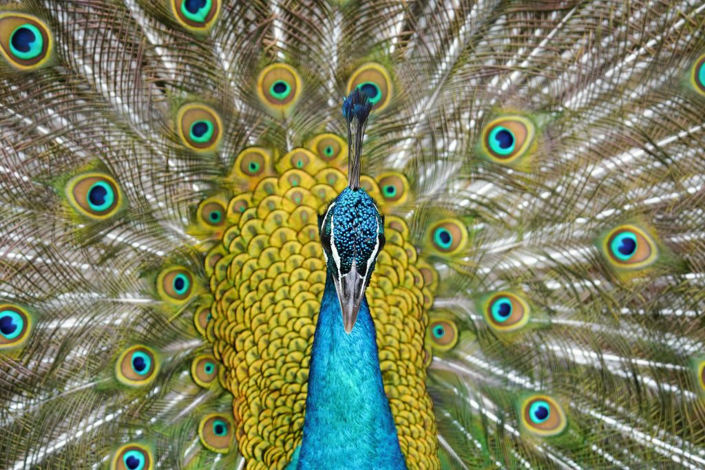 Front view of a peacock