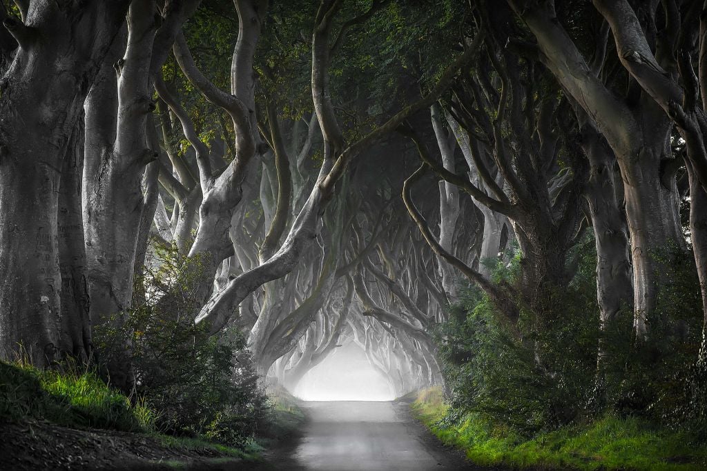 Dark Hedges