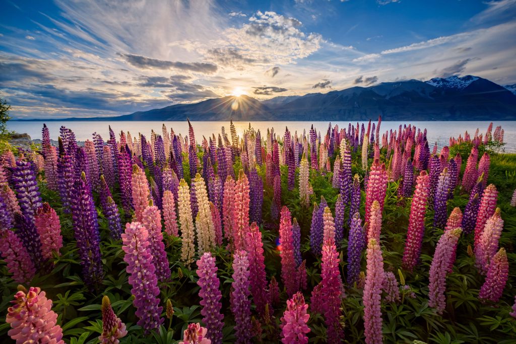 Lupins lakeside