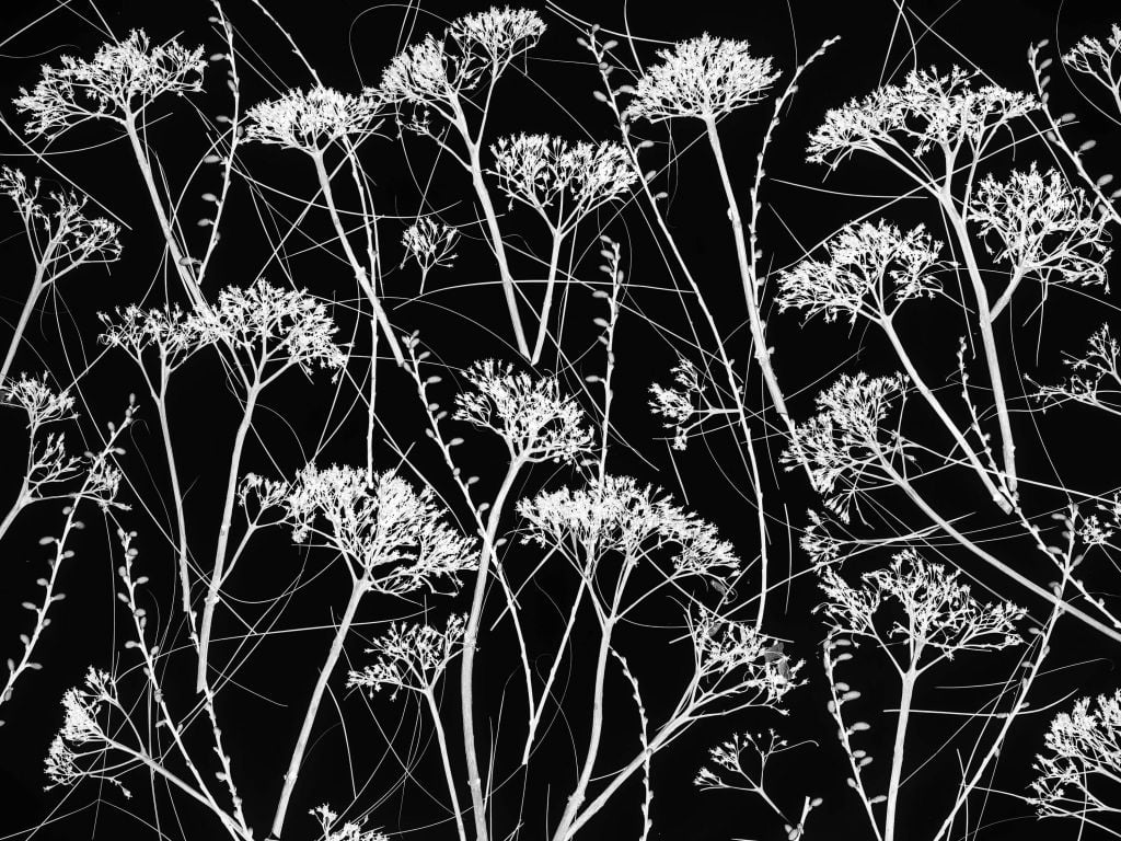 Silhouette of dried plants