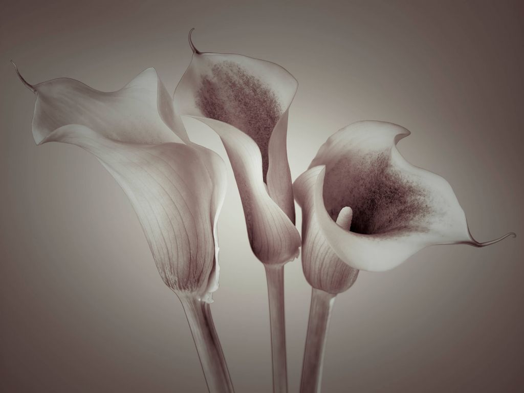 Calla Lys