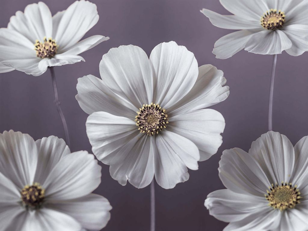 Cosmos flowers