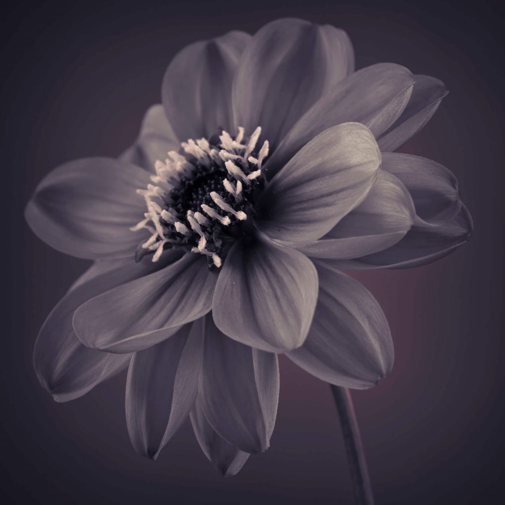 Dark dahlia flower