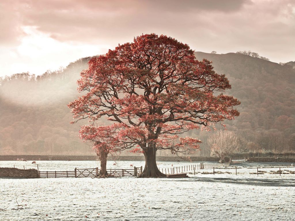 Oak tree in winter