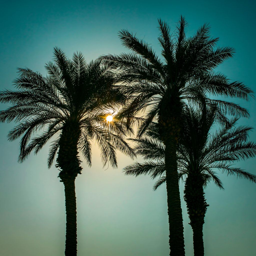 Silhouette of palm trees