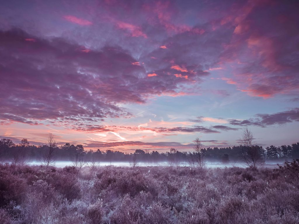 Meadow under cloud