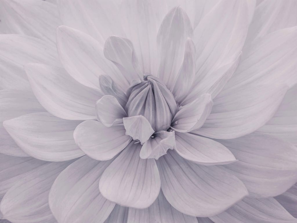 White dahlia flower