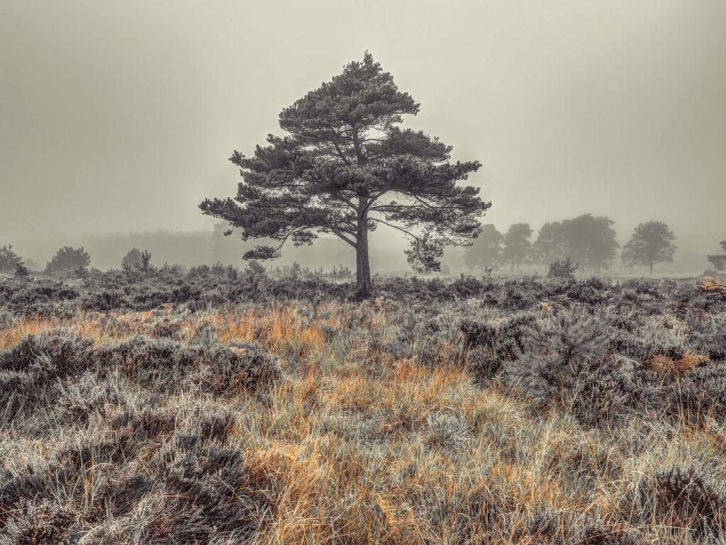 Tree in the countryside