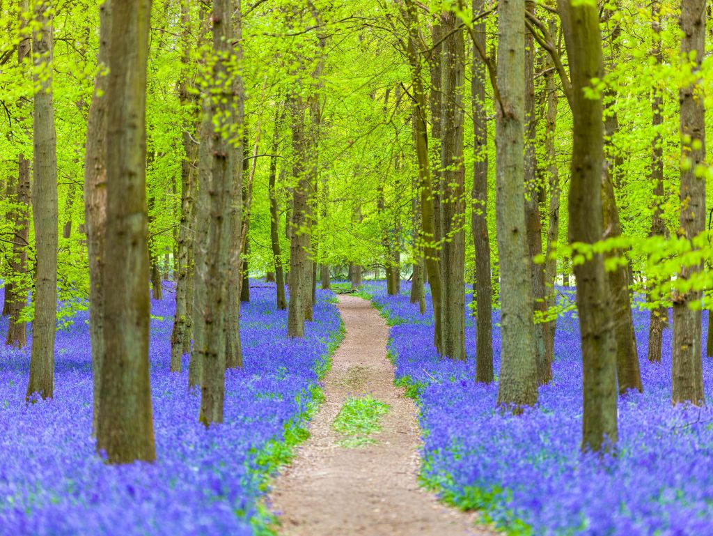 Bluebell path