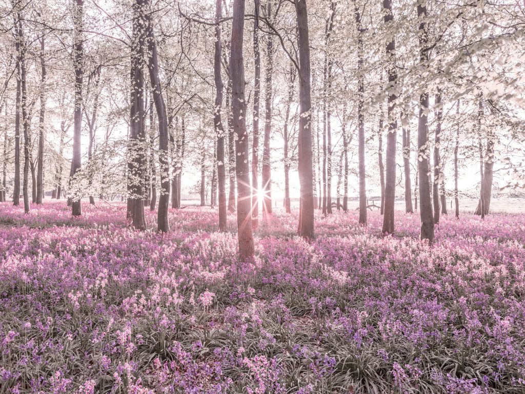 Forest in spring