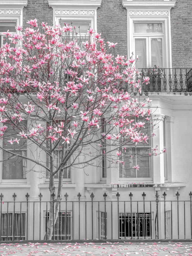 Flowering magnolia tree