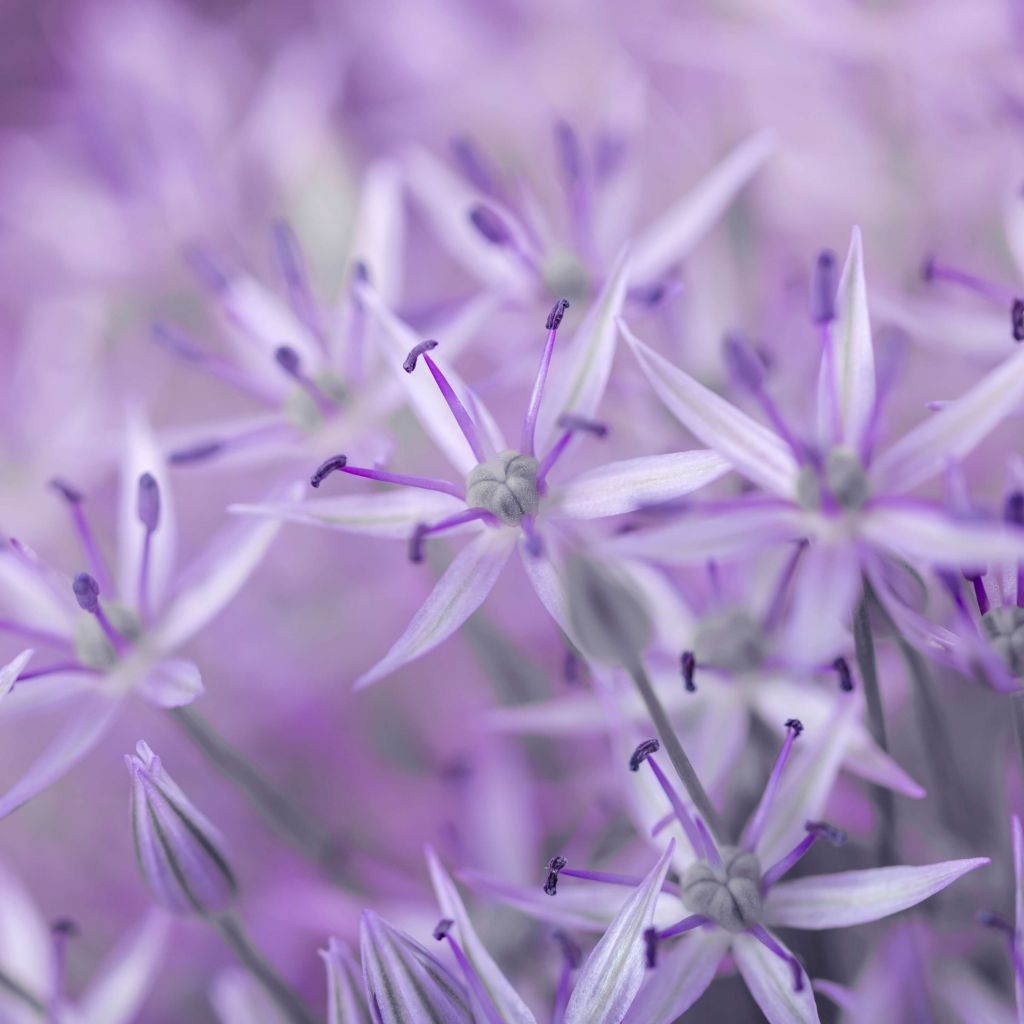 Purple allium flowers