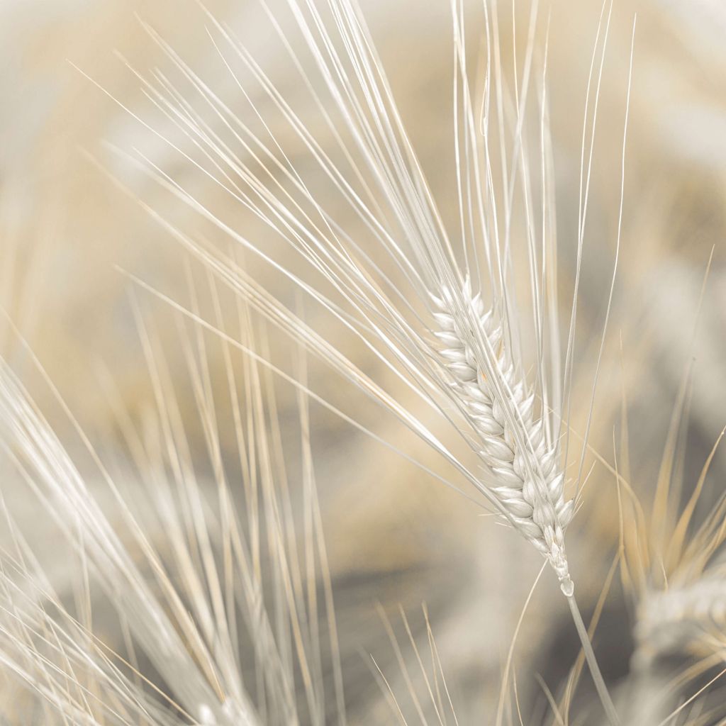 Close-up of wheat
