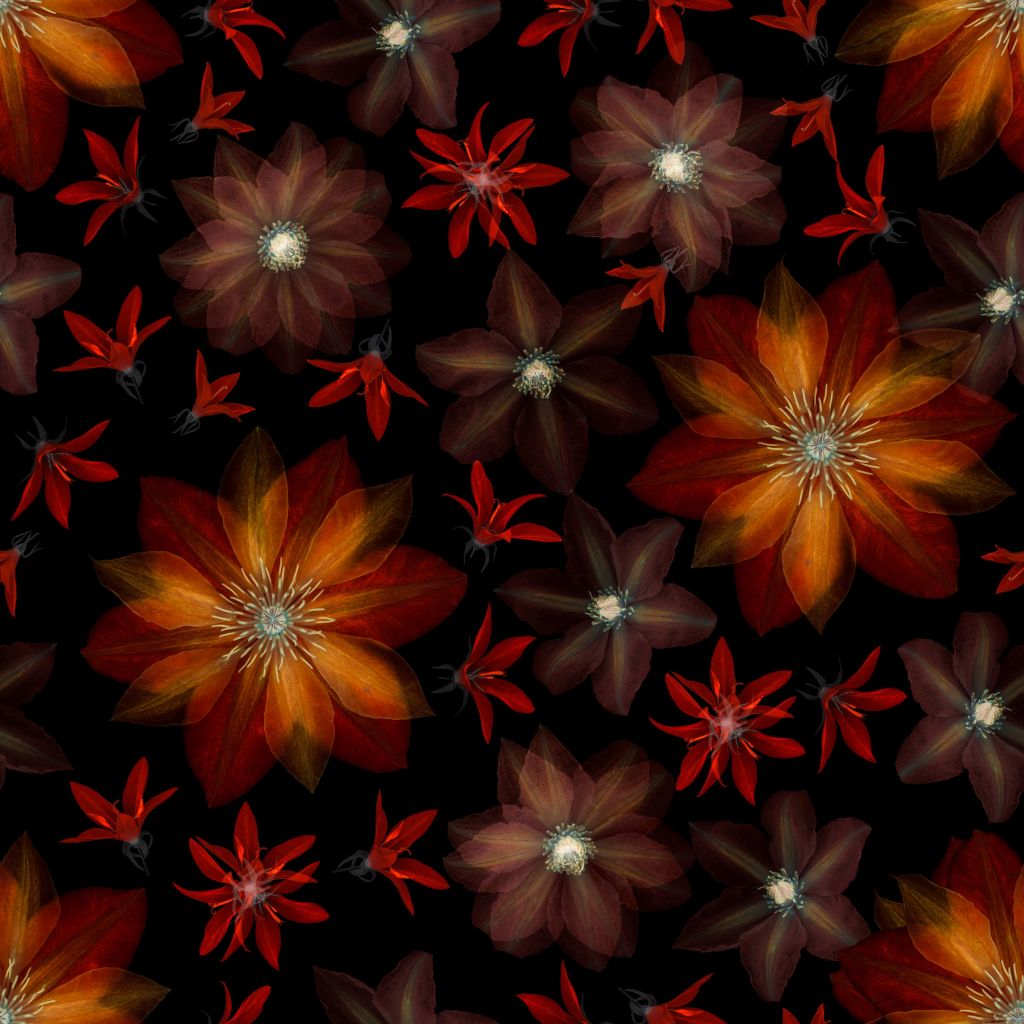 Red clematis flowers