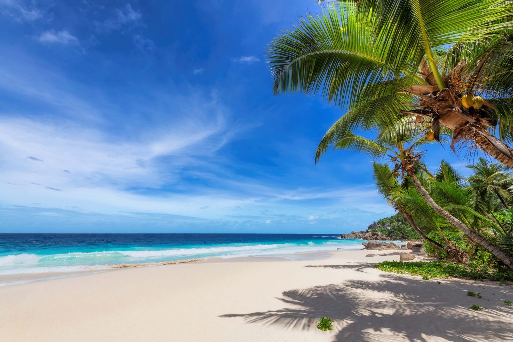 Tropical beach with palm tree