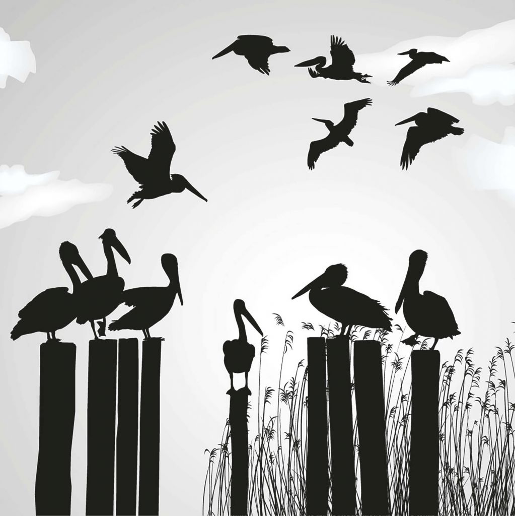 Pelicans on a pier