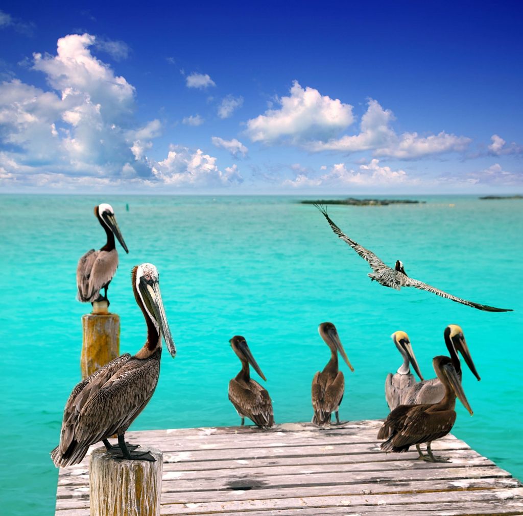 Caribbean pelican
