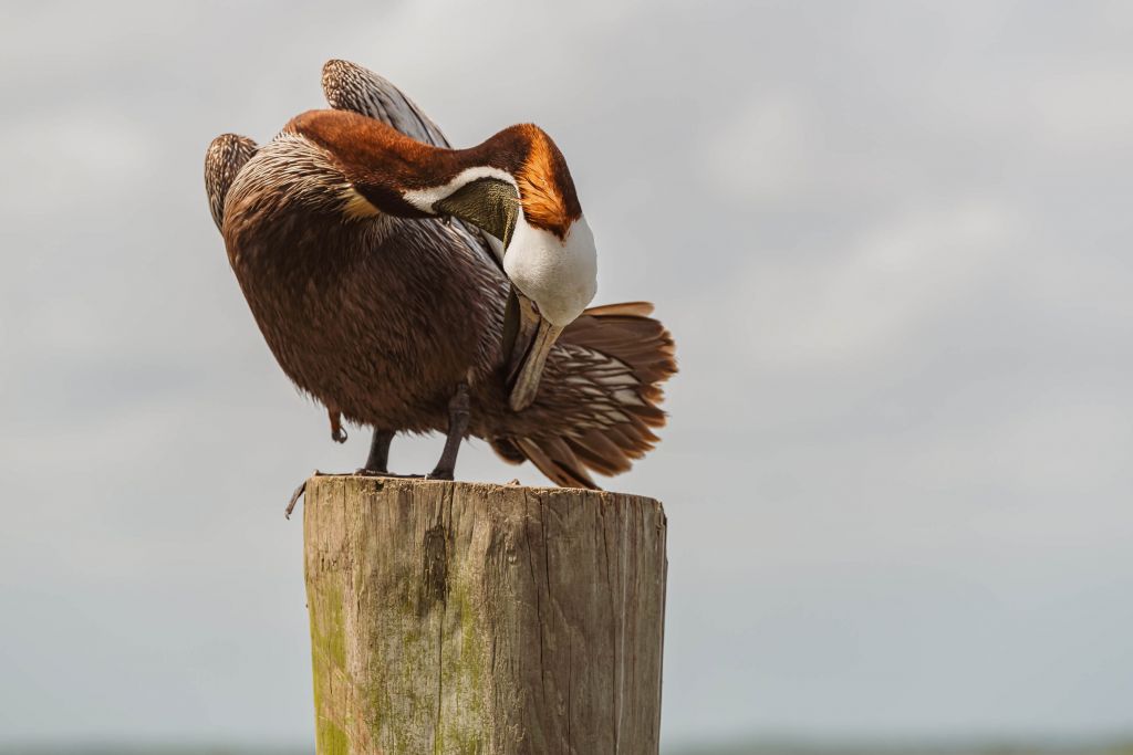 Brown pelican