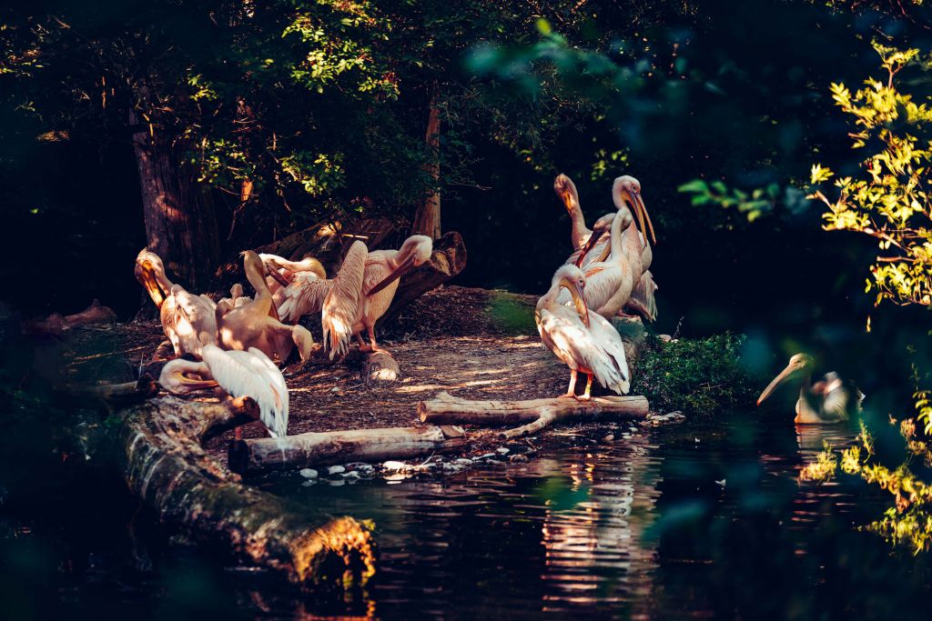 Pelicans at the zoo