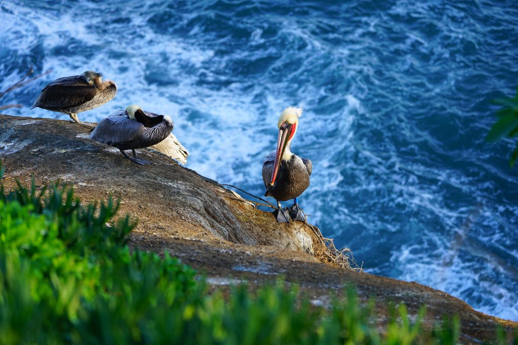 California pelicans