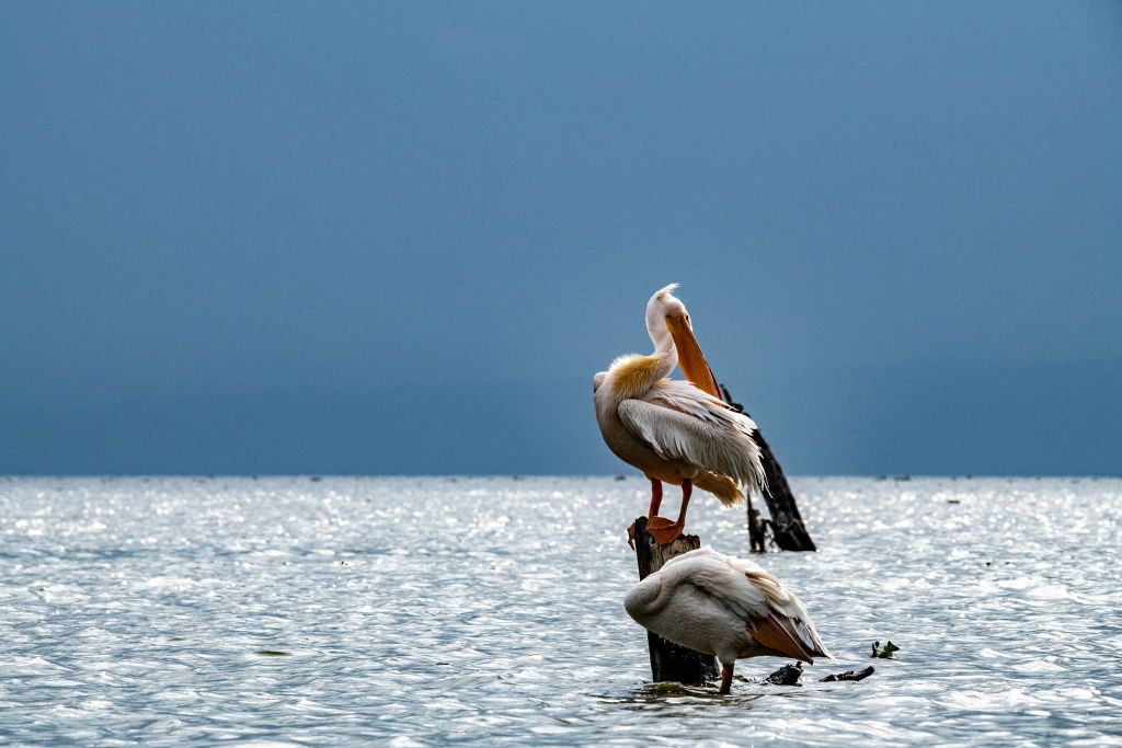 Pink pelicans
