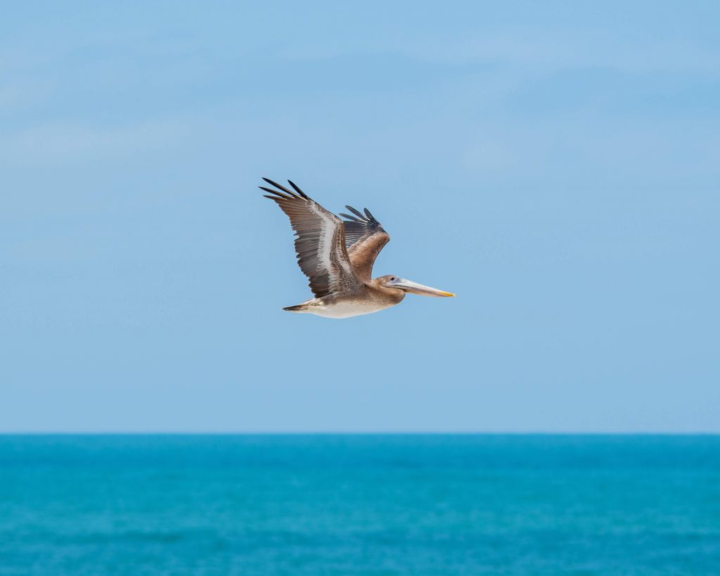 Flying pelican