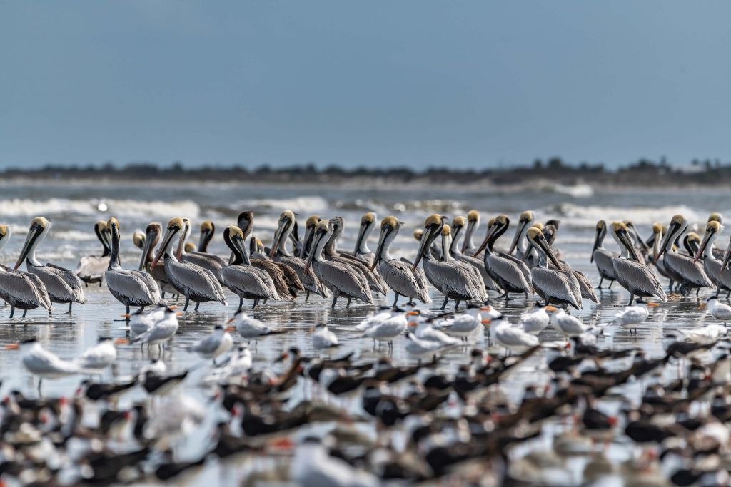 Group of pelicans