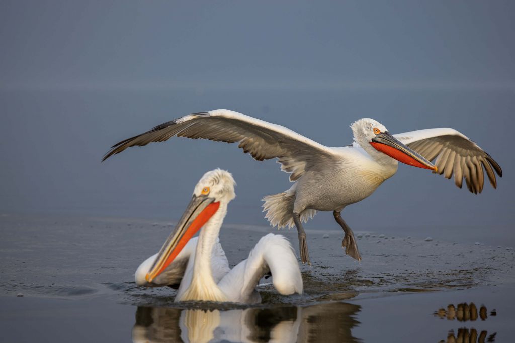 Dalmatian pelican