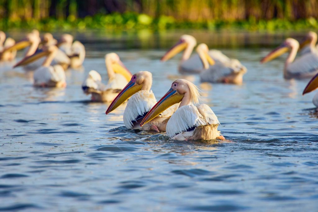 Pelicans in the wild