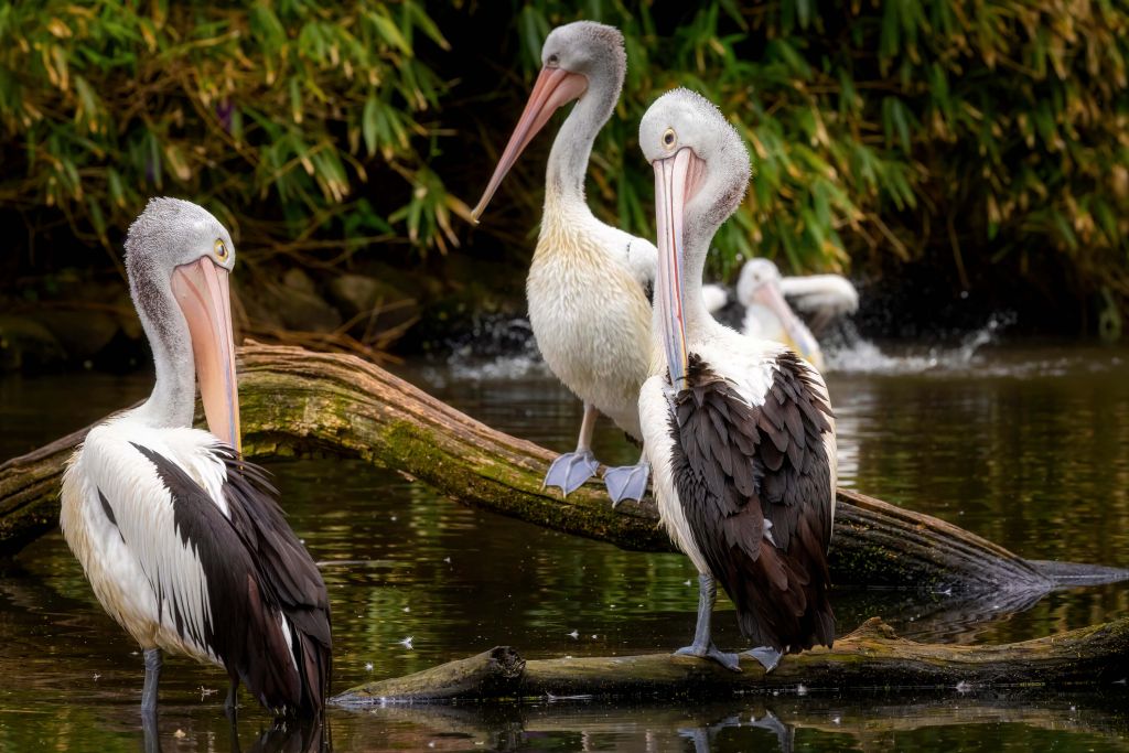 Australian pelicans