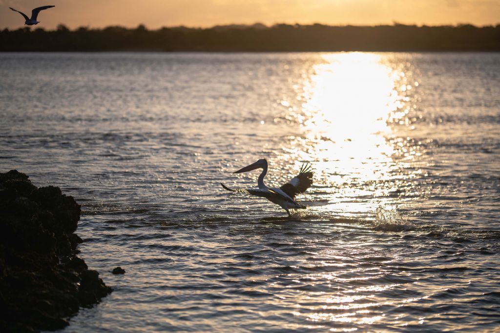 Pelicans at dusk