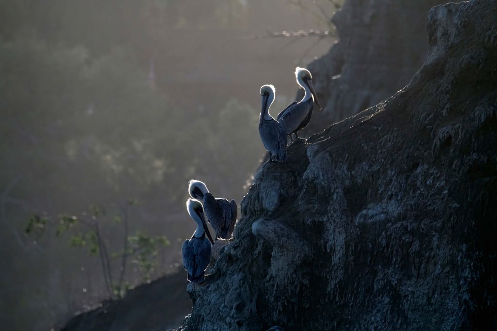 Brown pelicans