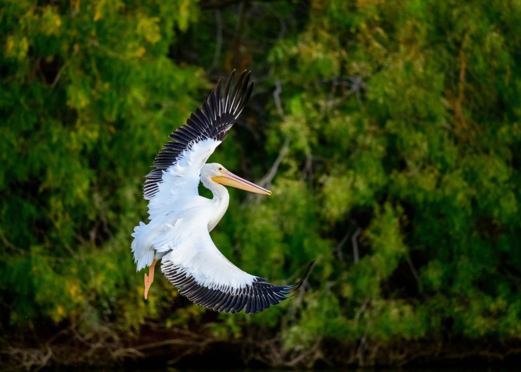 White pelican