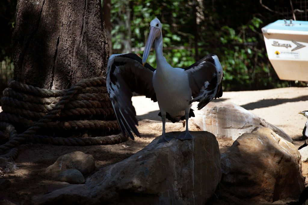 Pelican on a stone