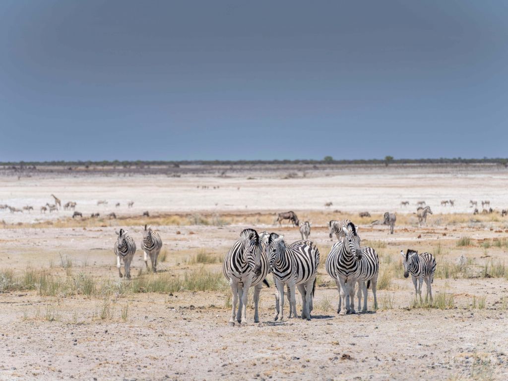 Landschap met zebra's