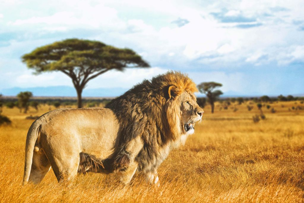 Lion in the savanna