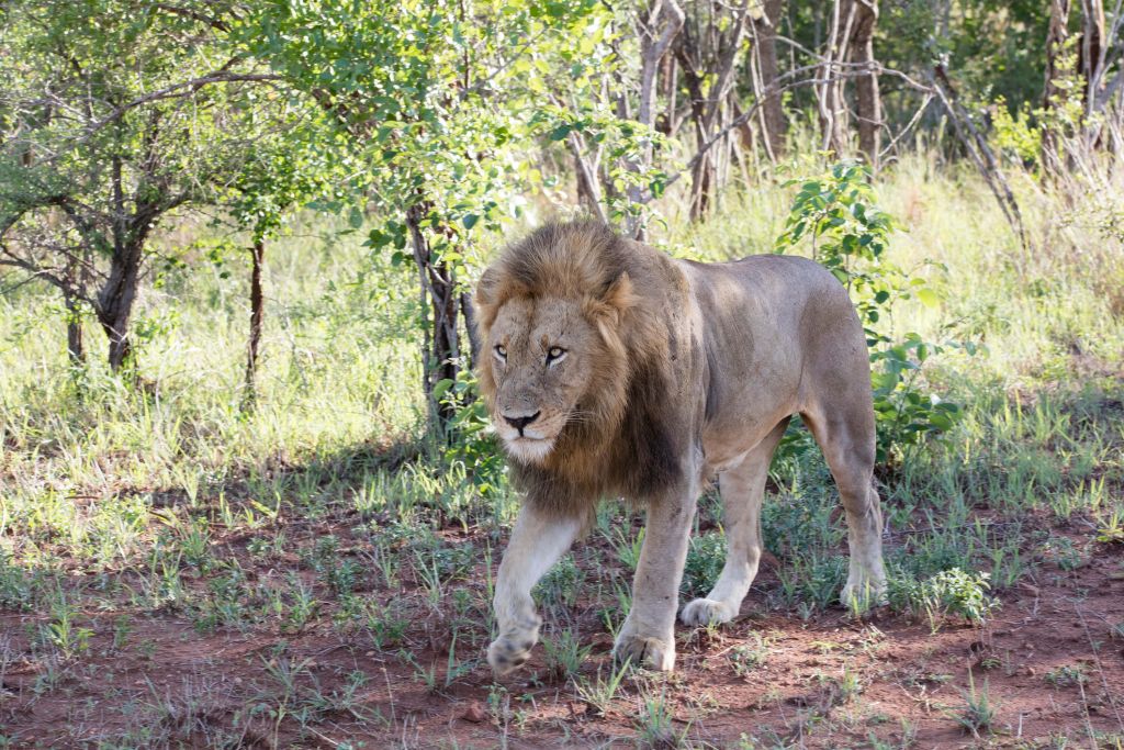 Male lion