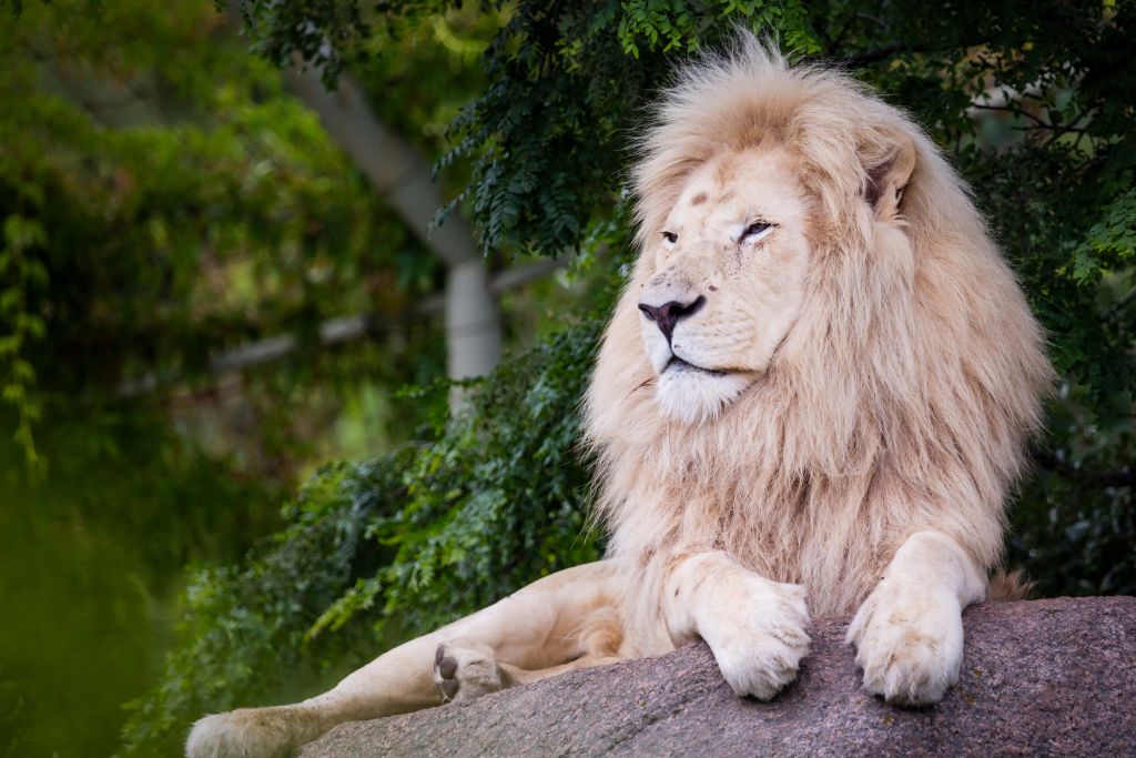 White lion