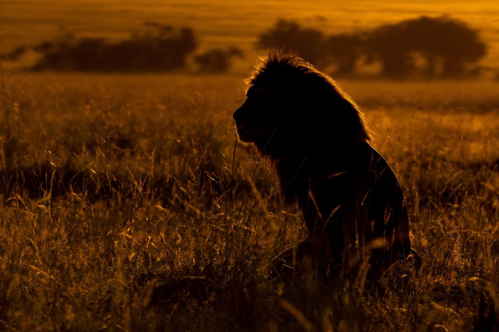 Silhouette of male lion