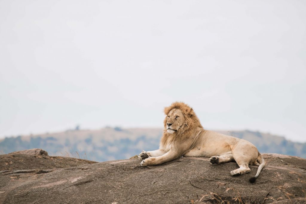 Lion on a rock