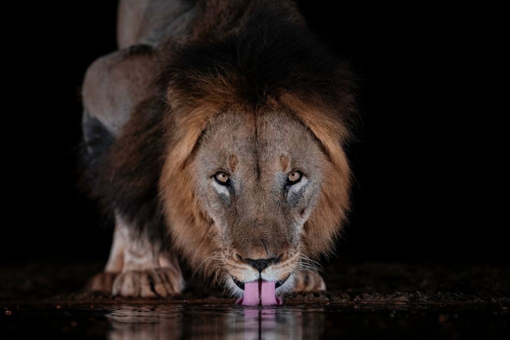 Drinking lion