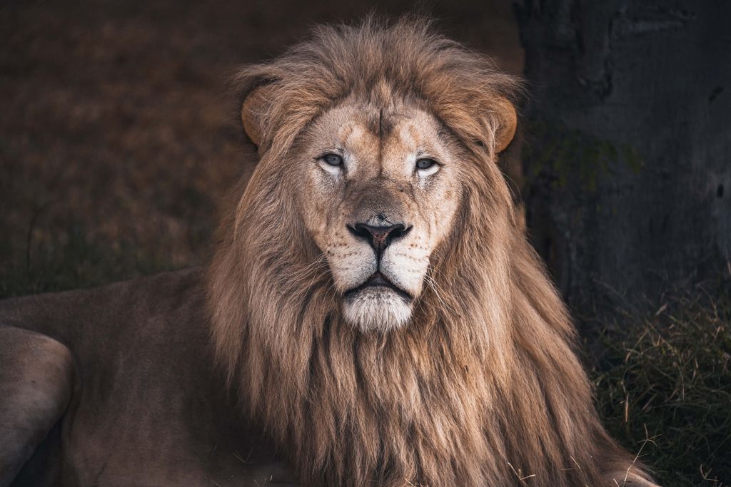 Portrait of a lion