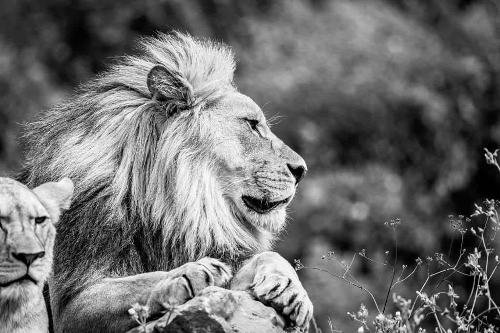 Quiet lion in the savanna