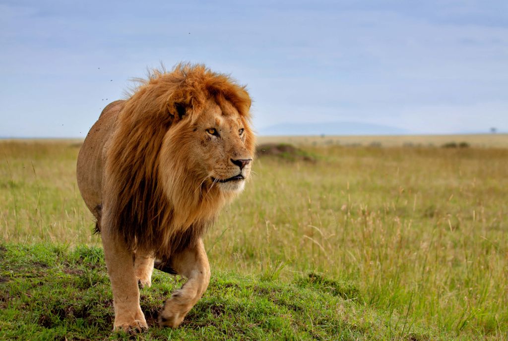 Running lion