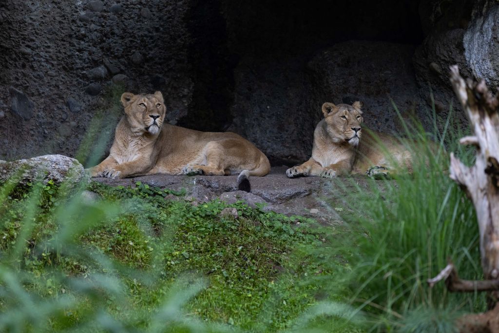 Two lions