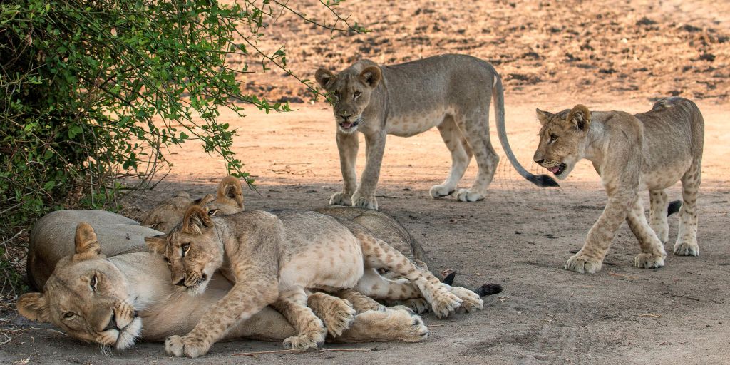 Lion family